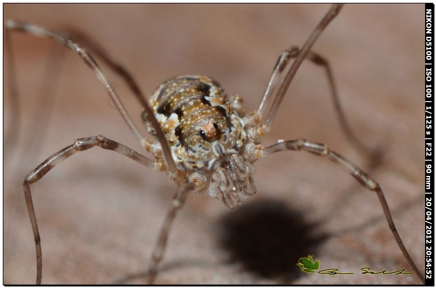 Dasylobus cf. argentatus da Ittiri - No 114